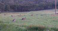 Australia & New Zealand