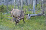 7-Day Mt. Rushmore and Yellowstone Bus Tour B