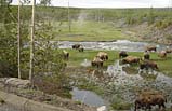 6-Day Mt. Rushmore and Yellowstone Air Tour Package (LAX-SLC)