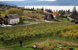 Napa Valley Wine Train with Lunch Tour