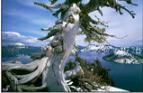 3 Days Oregon, Crater Lake National Park Bus Tour