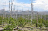4 Days Yellowstone National Park Tour Package (land)