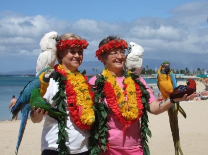 Aloha to the Beautiful Hawaiian Parrots