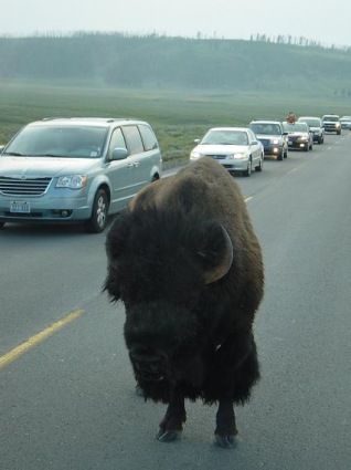 Did you know the American bison weighs 500 lbs?