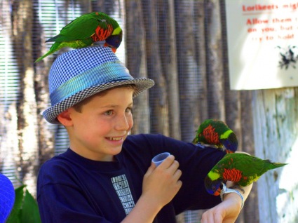 Kid having fun with Rainbow Parakeets