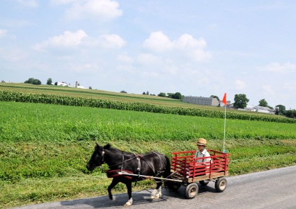 Amish Boy in Buggy