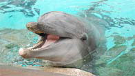 Sea World, San Diego