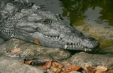 4-Day Miami, Everglades, Seaquarium/Jungle Island/Vizcaya Tour Package (Deluxe Tour)