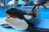 1 D&iacute;a: Visita a San Diego Sea World