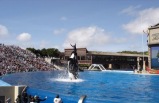 1 D&iacute;a: Tour de Sea World