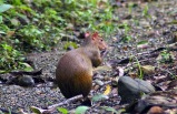 Jungle Experience Small Group Tour