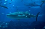 Whale Shark Adventure