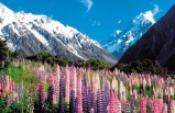Spectacular South Island with The Outback & Sydney