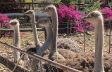 4-Day Cape Town, Mossel Bay, Tsitsikamma, Oudtshoorn Garden Route Adventure Tour