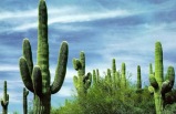 7-Day Sedona, Phoenix, Saguaro, Tucson, White Sands, Carlsbad Caverns Tour