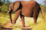 Untouched Botswana