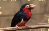EL REINO DE LAS AVES DE LAS CATARATAS DEL NIAGARA