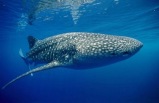 Whale Shark Adventure Tour
