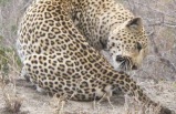 2-Day Oudtshoorn Wildlife Safari Tour from Cape Town