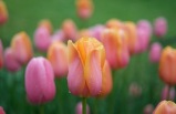 1-Day Bus Tour to Albany Tulip Festival and Howe Caverns from New York