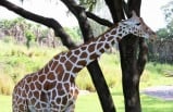 3-Day Theme Park Tour in Orlando (3 Disney Parks at Your Choice) **Miami-Orlando Round Trip Transfers**
