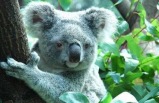 Journey Down Under