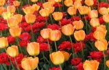 2-Day Bus Tour to Albany Tulip Festival, Howe Caverns & Lackawanna Coal Mine from New York