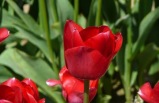 3-Day Bus Tour to Ottawa Tulip Festival, Montreal, 1000 Islands from New York