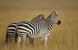 Best Of Kenya