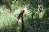 Puffing Billy with Wildlife Tour