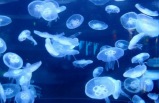 Wax Museum at Fisherman's Wharf with Aquarium of the Bay