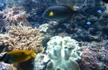 San Diego Sea World Discount Ticket (Save as much as $10)