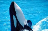 Anaheim to San Diego 4 Days / 3 Nights Tour with 1 Day Sea World Ticket and Old Town Trolley Tour
