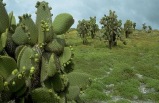 Galapagos Highlights & Peru with Arequipa