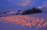 4-Day South of the U.S. Bus Tour to Saguaro National Park & White Sands National Monument from Los Angeles or Phoenix