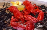 Boston Lobster Lunch Cruise