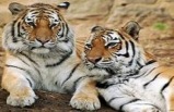 1-Day Tour to Adventure Aquarium and Philadelphia Zoo from New York