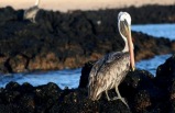 Cruising The Galapagos On Board The Santa Cruz with Ecuador's Amazon