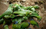 Cruising The Galapagos On Board The Galapagos Explorer Ii with Ecuador's Amazon