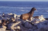 6-Day Islas Gal�pagos Tour (Baltra Island Departure)