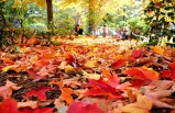 8-Day New England Fall Foliage Bus Tour