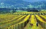 San Francisco & California Wine Country