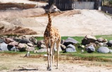 4-Day San Diego, Legoland, Sea World, Wildlife Safari, Balboa Park Tour from San Francisco **Holiday Special Tour**