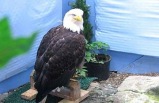 3-day Denali Sampler - Anchorage to Fairbanks, All Rail Tour Package