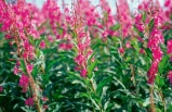3-day Denali Sampler - Anchorage to Fairbanks, Motor Coach/Rail Tour Package