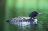 3-day Denali Sampler - Fairbanks to Anchorage, Rail / Motor Coach Tour Package