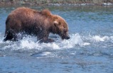 3-day Denali Sampler - Roundtrip Anchorage, All Motor Coach Tour Package