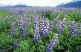 3-day Denali Sampler - Roundtrip Anchorage, All Rail Tour Package