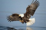 3-day Denali Sampler - Roundtrip Anchorage, Motor Coach/Rail Tour Package