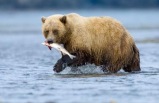 3-day Denali Sampler - Roundtrip Anchorage, Rail/ Motor Coach Tour Package